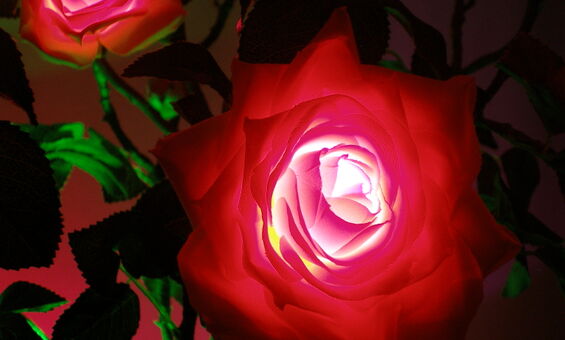 Светодиодные цветы - розы
